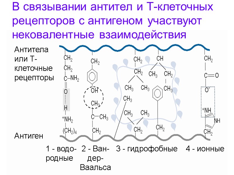 Антитела или Т- клеточные рецепторы Антиген 1 - водо- родные 2 - Ван- дер-